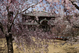 Japan_Sakura_2025 (56/79)